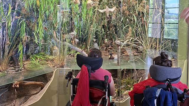 Zwei Personen in Rollstühlen vor einem großen Glas-Schaukasten mit einer Natur-Szene. Sie sitzen dicht nebeneinander mit dem Rücken zur Kamera, beide mit dunklen Haaren, die zu einem Knoten hochgesteckt sind, und mit Nackenstützen an den Rollstühlen. Die Person links trägt ein pinkfarbenes Oberteil, am Rollstuhl hängt ein langer, kräftig pinkfarbener Stoff oder Mantel nach unten. Die Person rechts trägt eine leuchtend rote Jacke, über der Rückenlehne hängt zusätzlich ein blaues Kleidungsstück. Vor ihnen erstreckt sich hinter Glas eine detailreiche Landschaft mit dichtem, hohem Gras, Schilf und überhängenden grünen Pflanzen, dazwischen braune, vertrocknete Pflanzenreste. Im Wasserbereich unten schwimmen oder stehen mehrere ausgestopfte Wasservögel; weitere Vögel sind mitten im Gras oder darüber in Flugposition angebracht, einer hängt oben in der Luft von der Decke herab. Hintergrund des Schaukastens ist dunkel gestaltet, mit angedeuteten Bäumen und Vegetation, wodurch die Vögel und Pflanzen im Vordergrund hervorgehoben wirken.